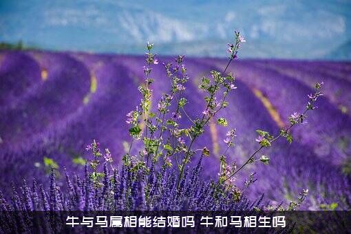 牛与马属相能结婚吗（牛和马相生吗）